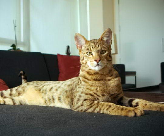 Кошка-леопард получила имя своей породы в честь древнееврейской языческой богини Ашеры.